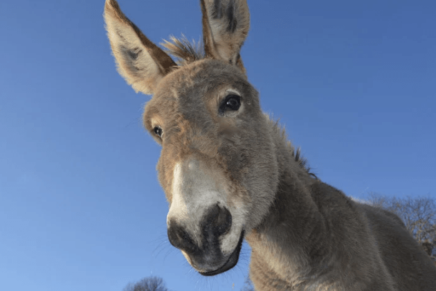 Esel Gesundheit Pflege